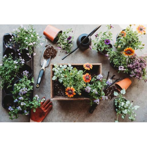 gardening-for-beginners-64cc02535cfa0.jpg